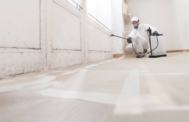 Black mold remediation team in Greenvale